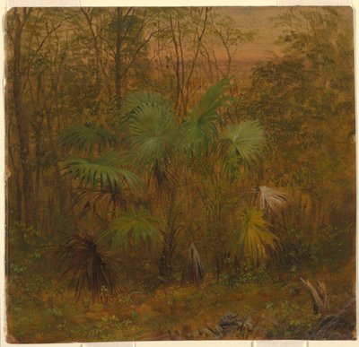 Thatch Palm, Jamajka autorstwa Frederic Edwin Church