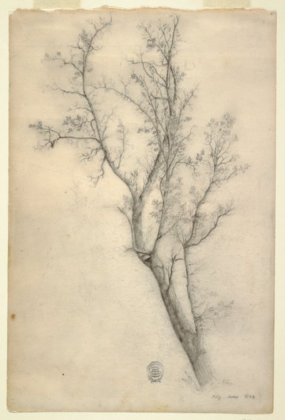 Drzewo z wieloma konarami autorstwa Frederic Edwin Church