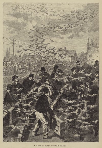 Lot gołębi pocztowych w Belgii autorstwa Frederic Theodore Lix