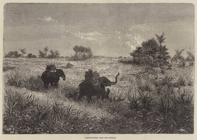 Indie i książę Walii, strzelanie do tygrysów z Howdah autorstwa Frederic Theodore Lix