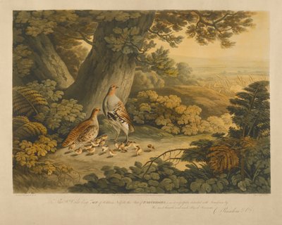 Kuropatwy (kolorowe grawerowanie) autorstwa Frederick Christian Lewis