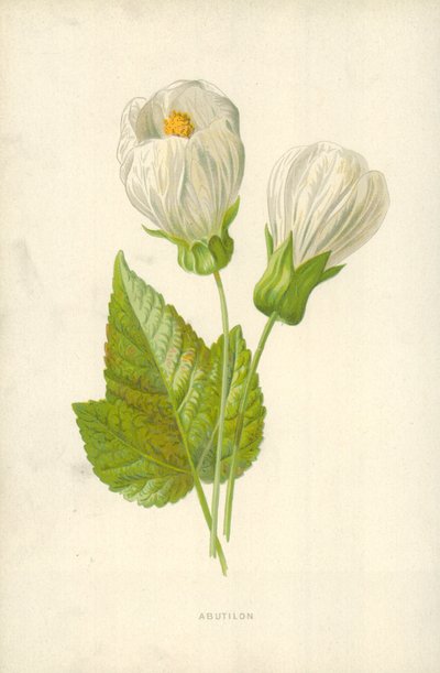 Abutilon autorstwa Frederick Edward Hulme