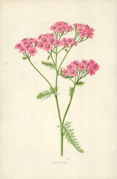 Achillea autorstwa Frederick Edward Hulme