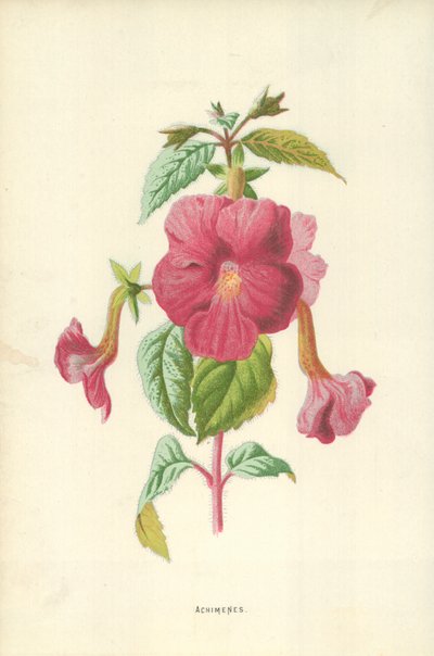 Achimenes autorstwa Frederick Edward Hulme