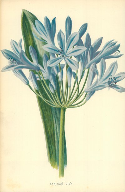 Lilia afrykańska autorstwa Frederick Edward Hulme