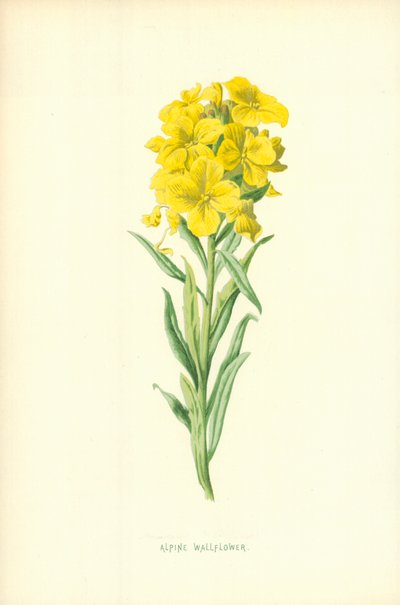 Wallflower alpejski autorstwa Frederick Edward Hulme