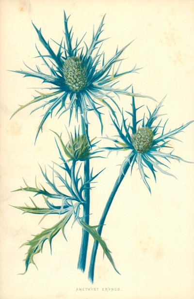 Ametyst Eryngo autorstwa Frederick Edward Hulme