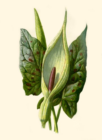 Arum lub kukułka, 1877. autorstwa Frederick Edward Hulme