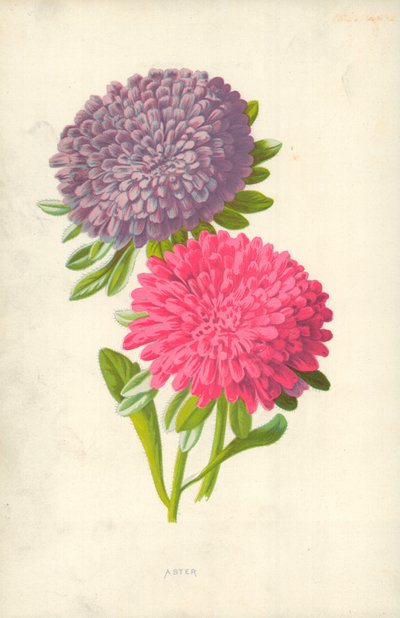 Aster autorstwa Frederick Edward Hulme