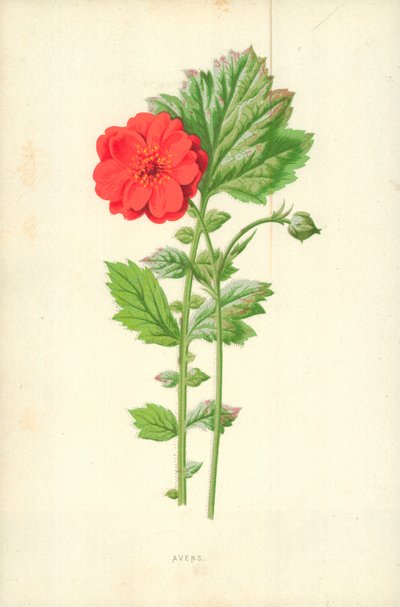 Avens autorstwa Frederick Edward Hulme