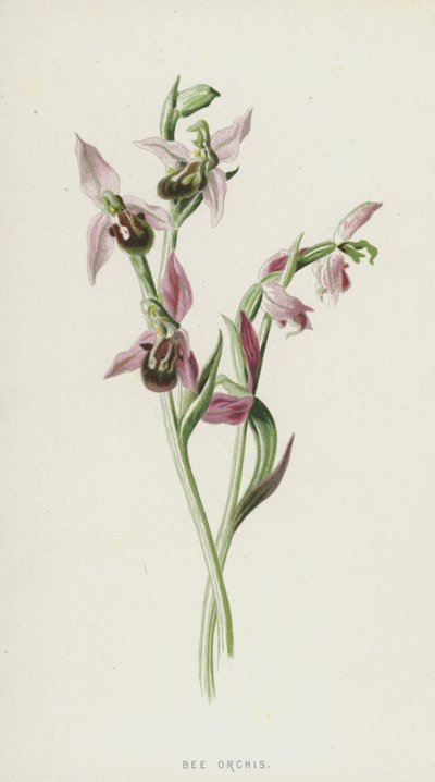 Pszczoła Orchis (chromolitho) autorstwa Frederick Edward Hulme