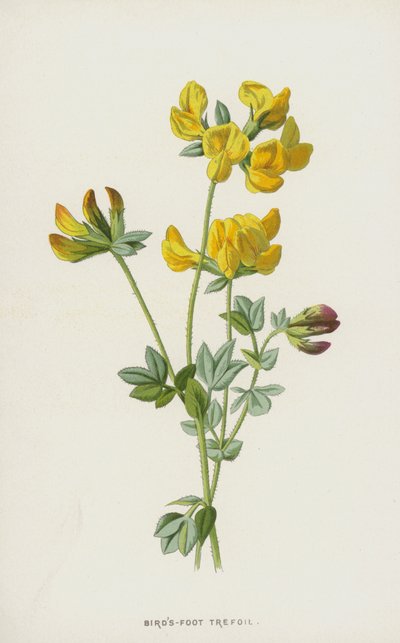Koniczynka ptasia (chromolitho) autorstwa Frederick Edward Hulme
