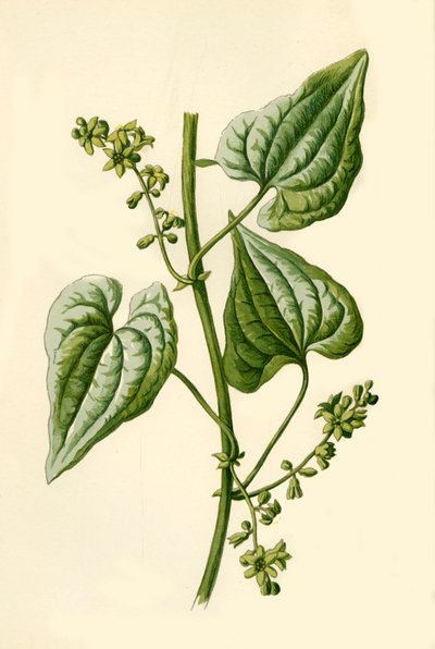 Czarna Bryony, 1877. autorstwa Frederick Edward Hulme