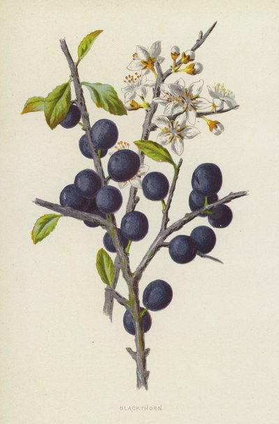 tarnina (chromolitho) autorstwa Frederick Edward Hulme