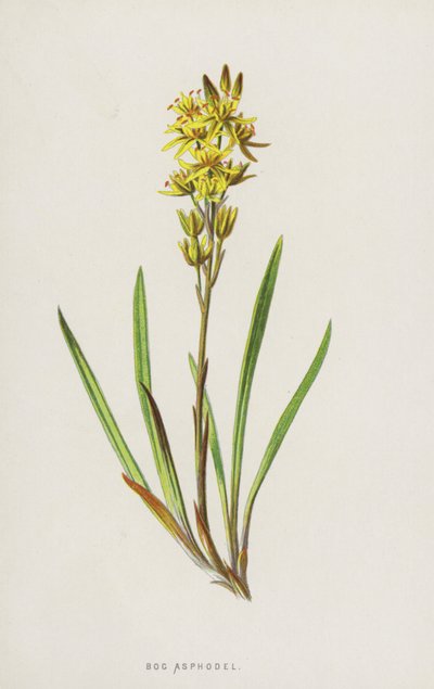Asfodel bagienny (chromolitho) autorstwa Frederick Edward Hulme