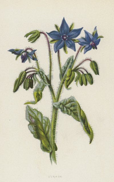 Ogórecznik (chromolitho) autorstwa Frederick Edward Hulme