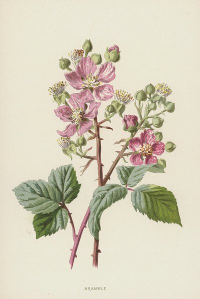 Jeżyna (chromolitho) autorstwa Frederick Edward Hulme