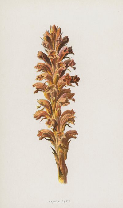 miotła rzepaku (chromolitho) autorstwa Frederick Edward Hulme