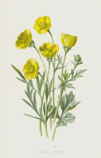 Crowfoot (chromolitho) autorstwa Frederick Edward Hulme