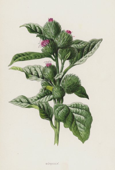 Łopian (chromolitho) autorstwa Frederick Edward Hulme