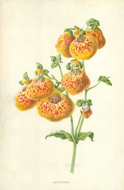 Calceolaria autorstwa Frederick Edward Hulme