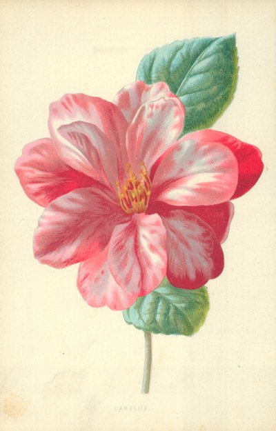 Camellia autorstwa Frederick Edward Hulme
