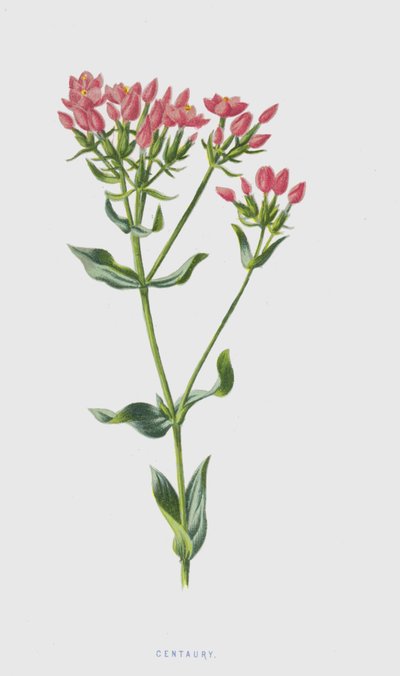 Centaury (chromolitho) autorstwa Frederick Edward Hulme