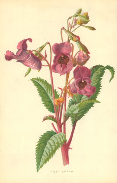 Ciant Balsam autorstwa Frederick Edward Hulme