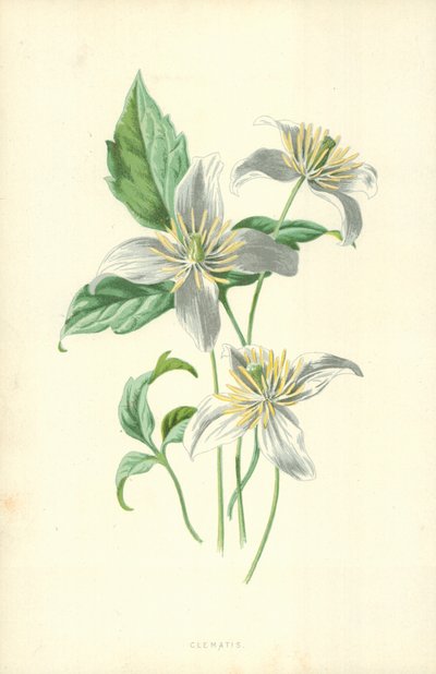 Powojnik autorstwa Frederick Edward Hulme