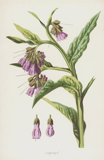 Żywokost (chromolitho) autorstwa Frederick Edward Hulme