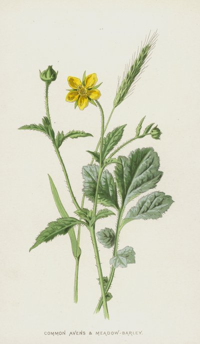 Avens i Meadow-Jęczmień (chromolitho) autorstwa Frederick Edward Hulme