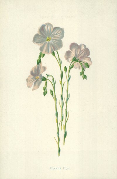 len zwyczajny autorstwa Frederick Edward Hulme