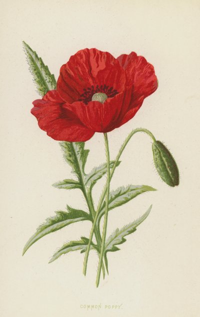 Mak zwyczajny (chromolitho) autorstwa Frederick Edward Hulme