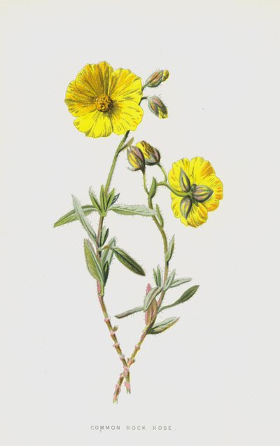 Pospolita róża skalna (chromolitho) autorstwa Frederick Edward Hulme