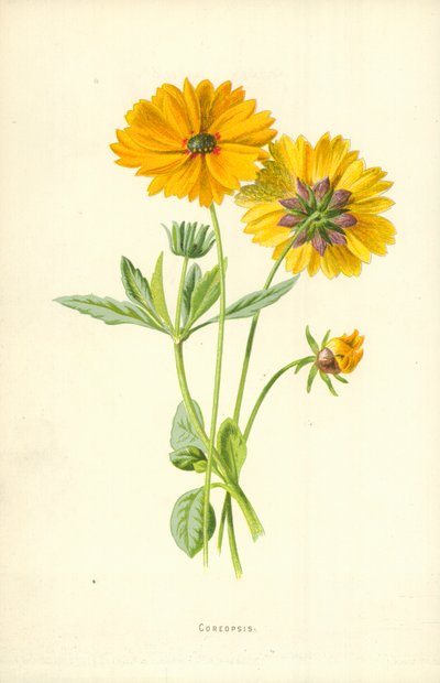 Coreopsis autorstwa Frederick Edward Hulme