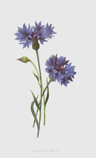 Kukurydza Blue-Butelka (chromolitho) autorstwa Frederick Edward Hulme