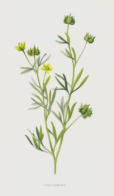Crowfoot (chromolitho) autorstwa Frederick Edward Hulme