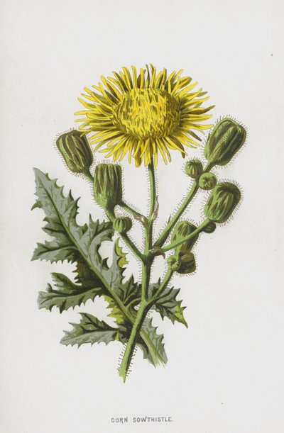 Ostrze kukurydziane (chromolitho) autorstwa Frederick Edward Hulme