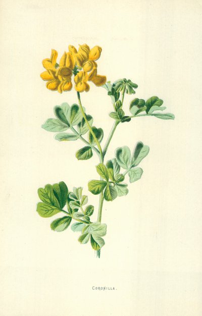 Coronilla autorstwa Frederick Edward Hulme