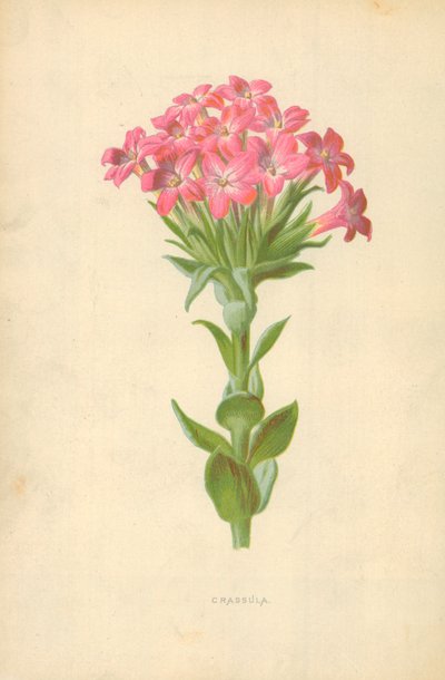 Grubosz autorstwa Frederick Edward Hulme