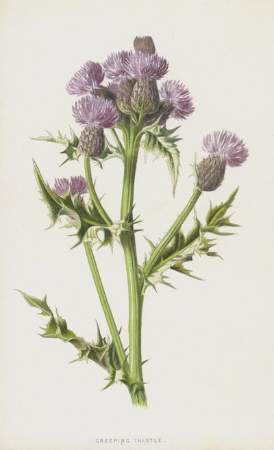 Pełzący oset (chromolitho) autorstwa Frederick Edward Hulme