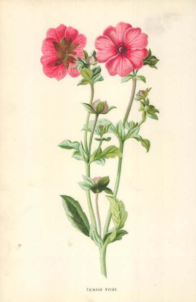 Karmazynowe Avens autorstwa Frederick Edward Hulme
