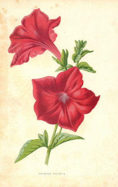 Karmazynowa Petunia autorstwa Frederick Edward Hulme