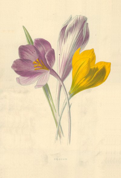 Krokus autorstwa Frederick Edward Hulme