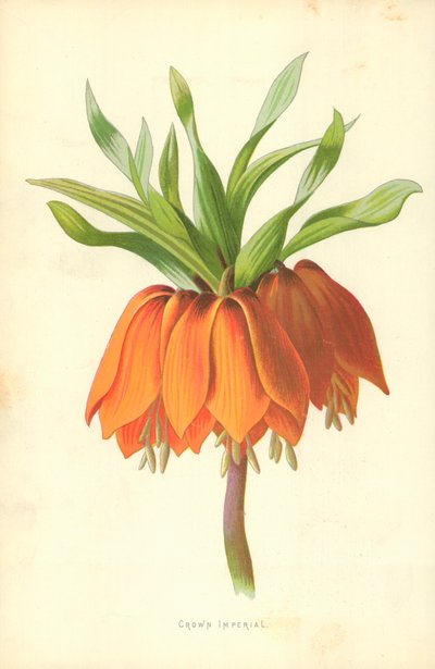 Korona Imperialna autorstwa Frederick Edward Hulme
