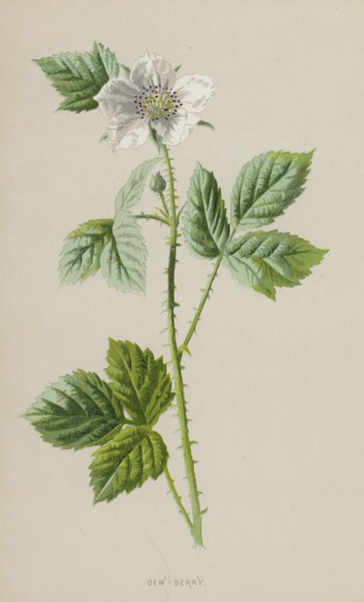 Rosa-Jagoda (chromolitho) autorstwa Frederick Edward Hulme