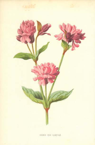 Podwójny Czerwony Campion autorstwa Frederick Edward Hulme
