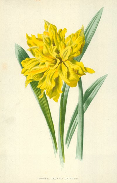Żonkil z podwójną trąbką autorstwa Frederick Edward Hulme