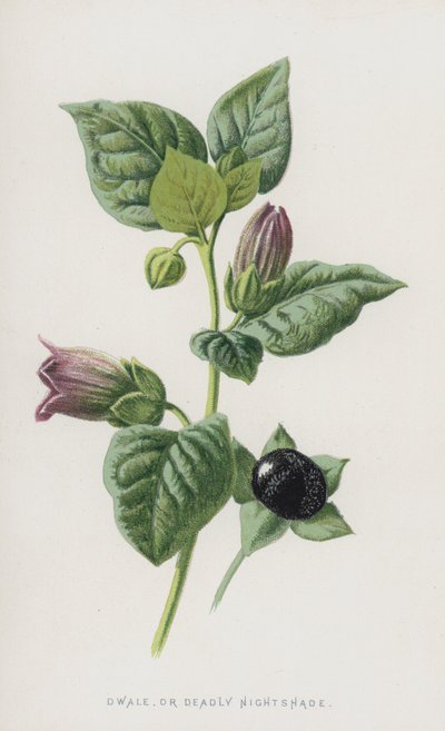 Dwale lub Deadly Nightshade (chromolitho) autorstwa Frederick Edward Hulme