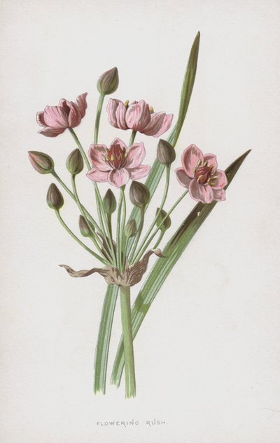 Kwitnąca Rush (chromolitho) autorstwa Frederick Edward Hulme